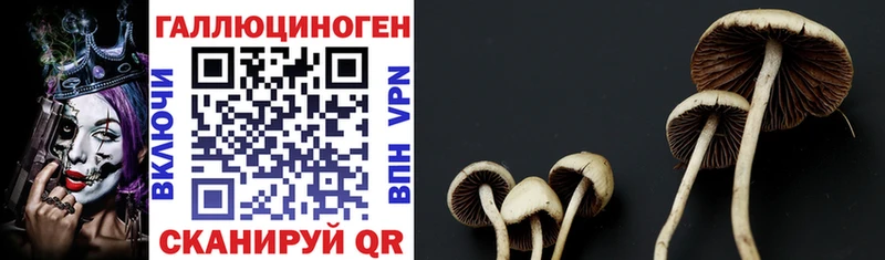 даркнет формула  Выборг  Псилоцибиновые грибы прущие грибы  hydra вход 