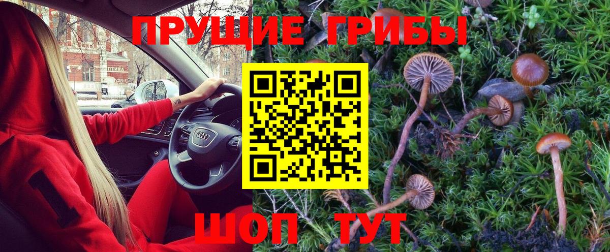 Псилоцибиновые грибы Psilocybine cubensis  Выборг 